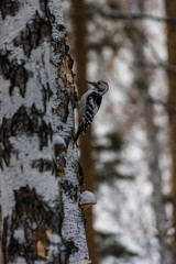 woodpecker in winter on birch. snowfall. winter forest and its birds