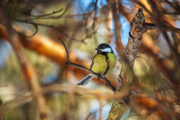 bird tit is sitting on a pine branch. late autumn or early winter. birds close up.