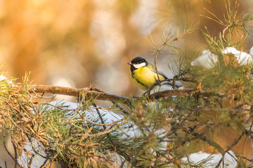 bird tit is sitting on a pine branch. late autumn or early winter. birds close up.