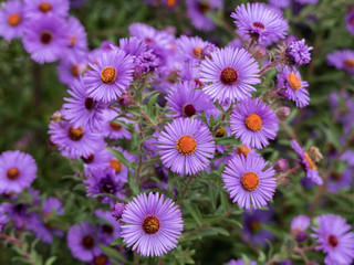 Fototapeta premium Purple flowers