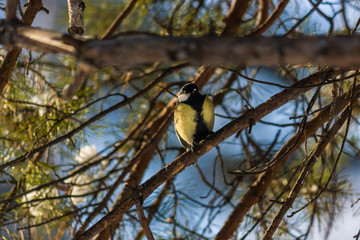 Bird Great tit, or Parus major. Sitting on a branch in spring/summer forest. Birds blue titmouse sitting in the garden among the colorful branches. Natural background.