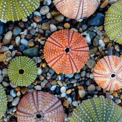 colorful sea urchins on pebbles beach top view