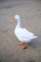 goose on the farm