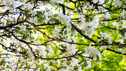 Blooming apple tree background, spring white flowers