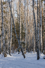 young birch forest covered with fresh clean white snow. forest winter landscape. frost on the branches. cold morning fog.