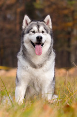 Malamute dog outdoors