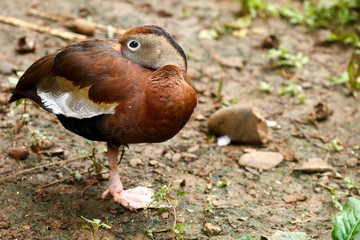 Black-bellied Whistling Duck
