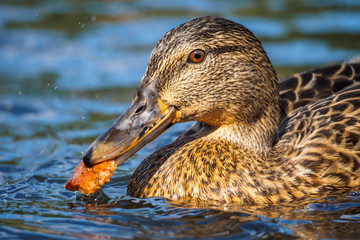 Mallard duck - close-up of a mallard duck on the water swimming in a pond. Portrait of a charming Mallard duck  with water droplets on his head.