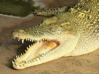 portrait of a crocodile
