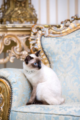 a two-color cat without tail of Mekong Bobtail breed with a jewel a precious necklace of pearls...