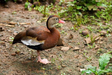 Black Bellied Whistling Ducks