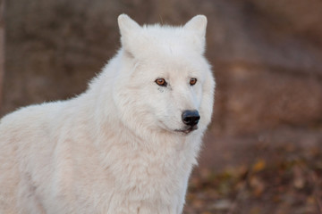 Obraz na płótnie Canvas White alaskan tundra wolf close up. Canis lupus arctos. Polar wolf or white wolf.