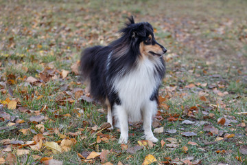 Tri-colour cute shetland sheepdog puppy is standing in the autumn foliage. Shetland collie or...