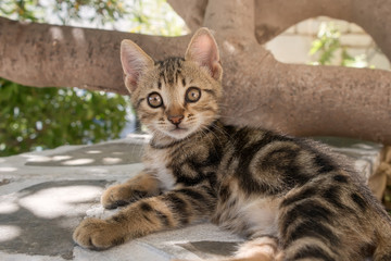 Naklejka na ściany i meble Kitten, classic brown tabby, resting on a wall, Aegean island, Greece, Europe