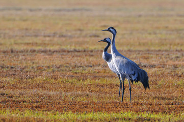 The common cranes (Grus grus), also known as the Eurasian cranes, Biebrzanski National Park, Poland.