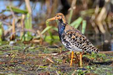 The ruff (Philomachus pugnax) is a medium sized wading bird that breeds in marshes and wet meadows across northern Eurasia, Biebrzanski National Park, Poland.