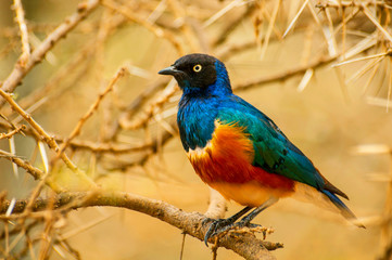 The superb starling (Lamprotornis superbus) is a member of the starling family of birds. It was...