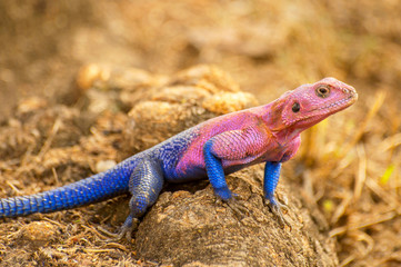 The male Mwanza flat headed rock agama (Agama mwanzae) or the Spider Man agama, because of its...