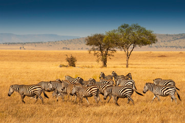 Herd of Plains Zebras in the Serengeti National Park, Tanzania. Plains zebra (Equus quagga, formerly Equus burchellii), also known as the common zebra or Burchell's zebra. - obrazy, fototapety, plakaty