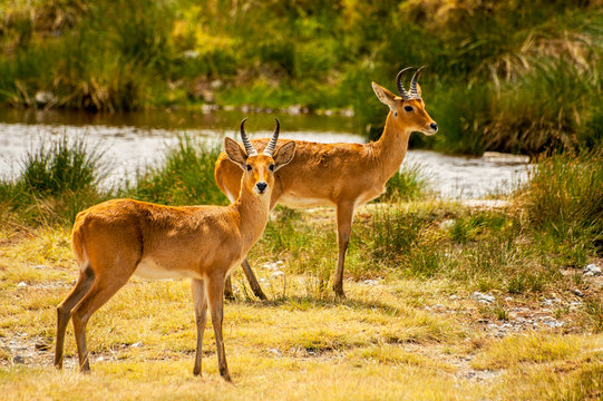 Two Bohor Reedbucks (Redunca redunca) antelope in Ngorongoro National Park, Tanzania.
