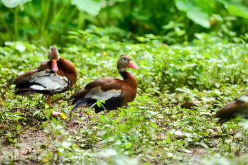 Black Bellied Whistling Ducks