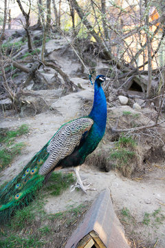 Breeding peacocks. Photo of a beautiful bird