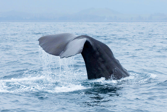 Sperm whale (Physeter macrocephalus) tail fluke above water during dive in Kaikoura, New Zealand.