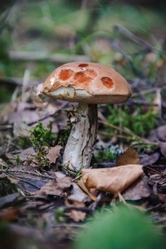 Boletus in the forest in late autumn