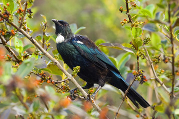The tui (Prosthemadera novaeseelandiae) is an endemic passerine bird of New Zealand. It is one of the largest members of the diverse honeyeater family.