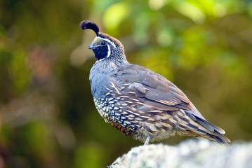 The California quail (Callipepla californica), also known as the California valley quail or valley...