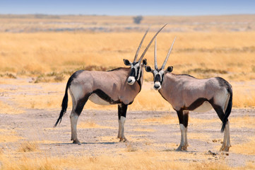 Naklejka na ściany i meble Two beautiful male Gemsboks (Oryx gazella) in the savannah of Etosha National Park in Namibia.