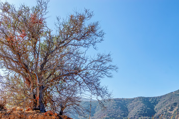Fototapeta premium Dry bush colored in autumn morning sun with blue sky for copy text