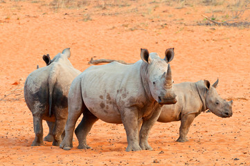 The white rhinoceros or square lipped rhinoceros (Ceratotherium simum) Waterberg Plateau Park a...