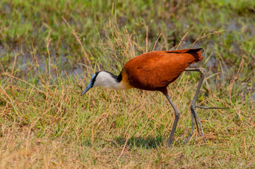 African jacana (Actophilornis africanus) walking through swampy grass area in Moremi National Park,...