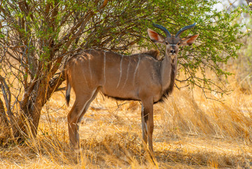 Male kudu antelope (Tragelaphus strepsiceros) in natural habitat, Etosha National Park, Namibia.
