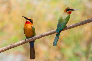 White fronted bee eaters (Merops bullockoides) near the river Chobe, Botswana Africa.