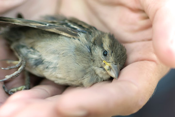 a sparrow in the hands of a man