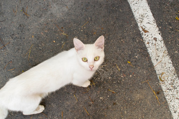 streak of luck in life