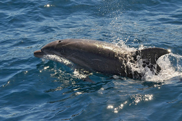 Dolphin swim in clear waters of Port Jackson near Sydney, Australia.