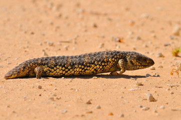 Fototapeta premium Tiliqua rugosa (Eastern Shingleback) is a short tailed, slow moving species of blue tongued skink found in Australia. Coorong National Park Australia.