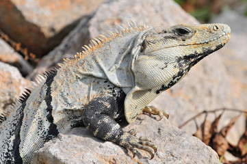 Ctenosaura similis, commonly known as the black spiny tailed iguana, black iguana, or black ctenosaur, is a lizard native to Mexico and Central America.