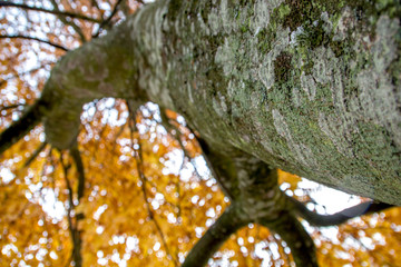 Tree with orange foliage in autumn on a cloudy day. Selective focus