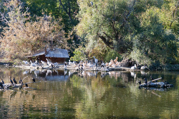 Fototapeta na wymiar Beautiful pond with various birds in the Budapest zoo