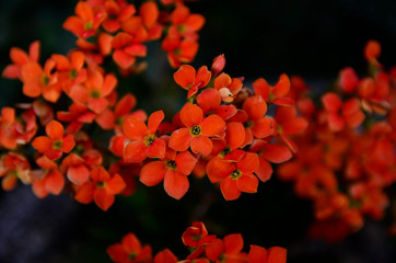 plantas, natureza, flor, paisagem