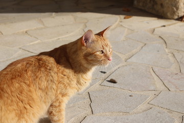 chaton