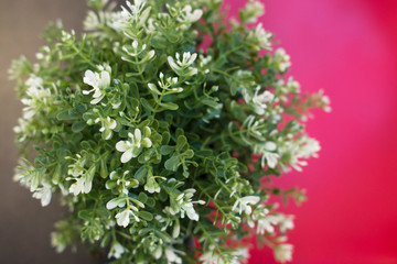 Plant on the red and dark table