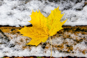Yellow maple leaf on snow and wood surface. Scenic and simple concept of seasonal change.