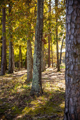 Fall in North Carolina