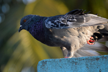 pigeon in the park