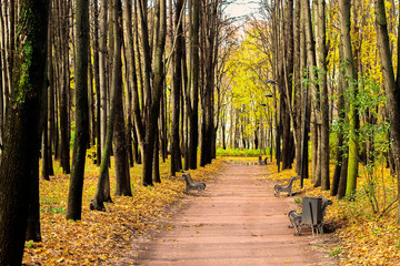 Beautiful magic landscape with autumn trees and falling yellow leaves in the park with benches